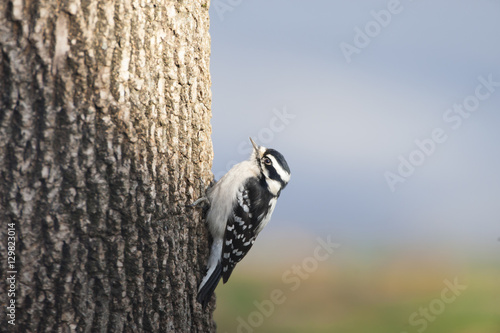 Female Downy Woodpecker 2 photo