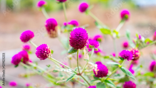 amaranth flowers, Purple flowers