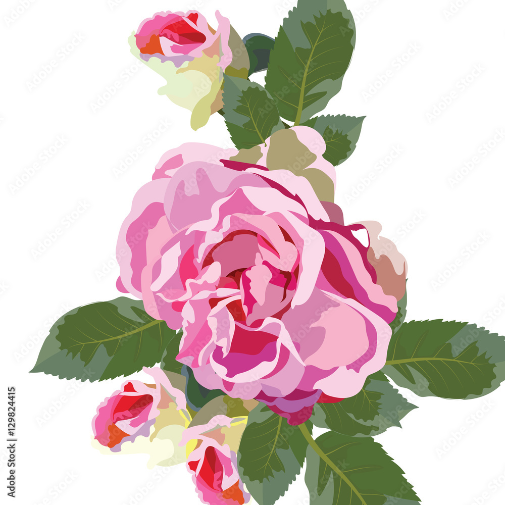 Vintage Watercolor Pink Rose flowers isolated. Vector floral border for ...