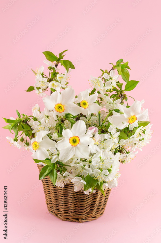 Narcissus flowers bouquet on pink background