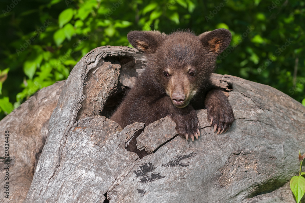 Black Bear Cub (Ursus americanus) Splayed Ears in Log Black Bear Cub (Ursus americanus) Splayed Ears in Log