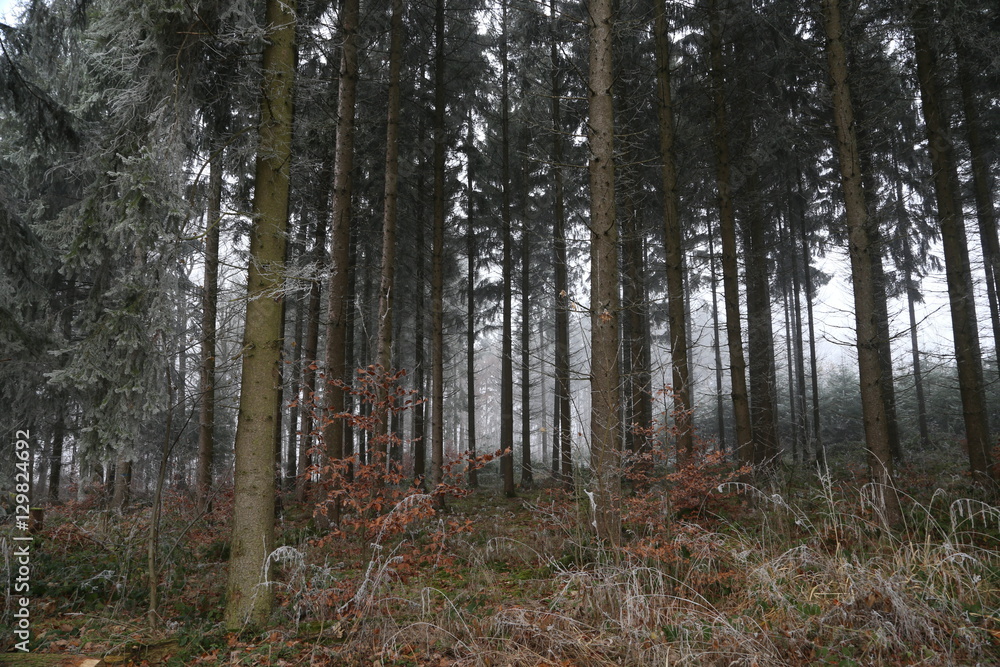 Forest Forest