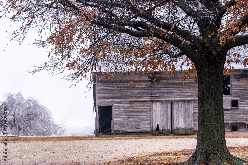 Barn and Oak Tree in Winter