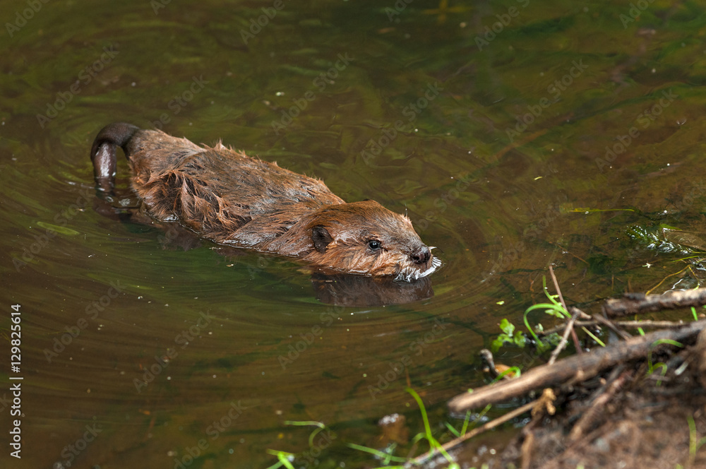 North American Beaver (Castor canadensis) Swims Right to Shore North American Beaver (Castor canadensis) Swims Right to Shore