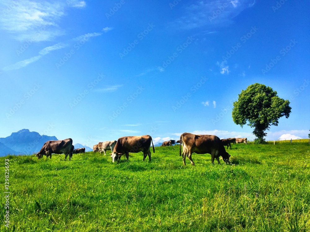 Cows eating grass in a field in Fussen Germany