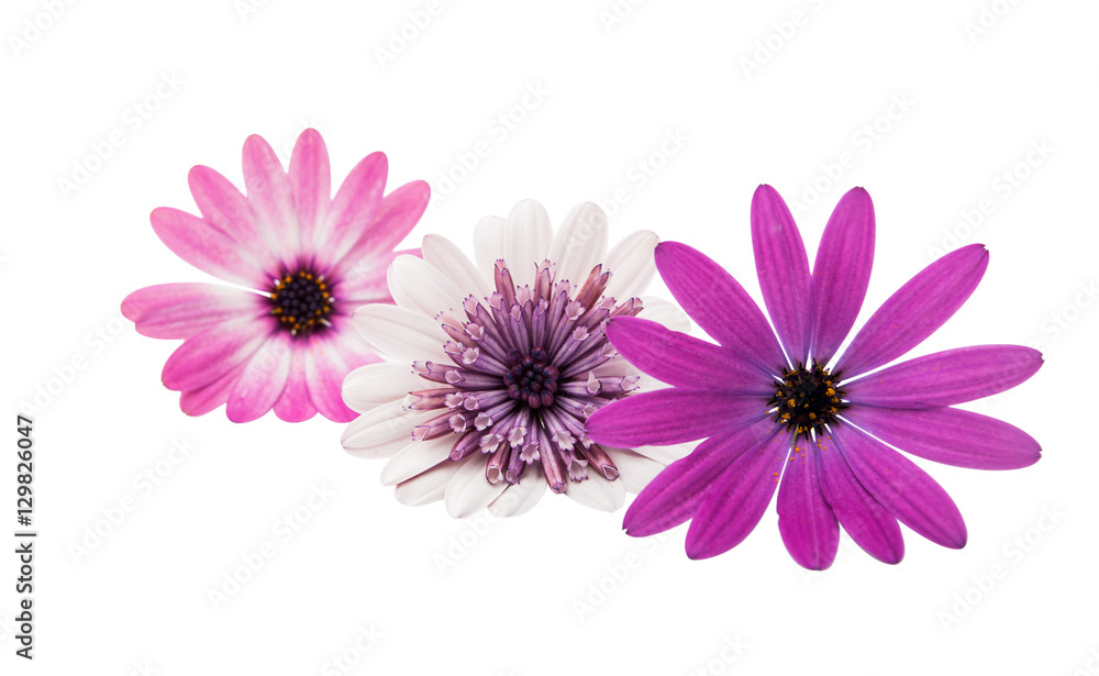 Fototapeta premium Osteosperumum Flower Daisy Isolated