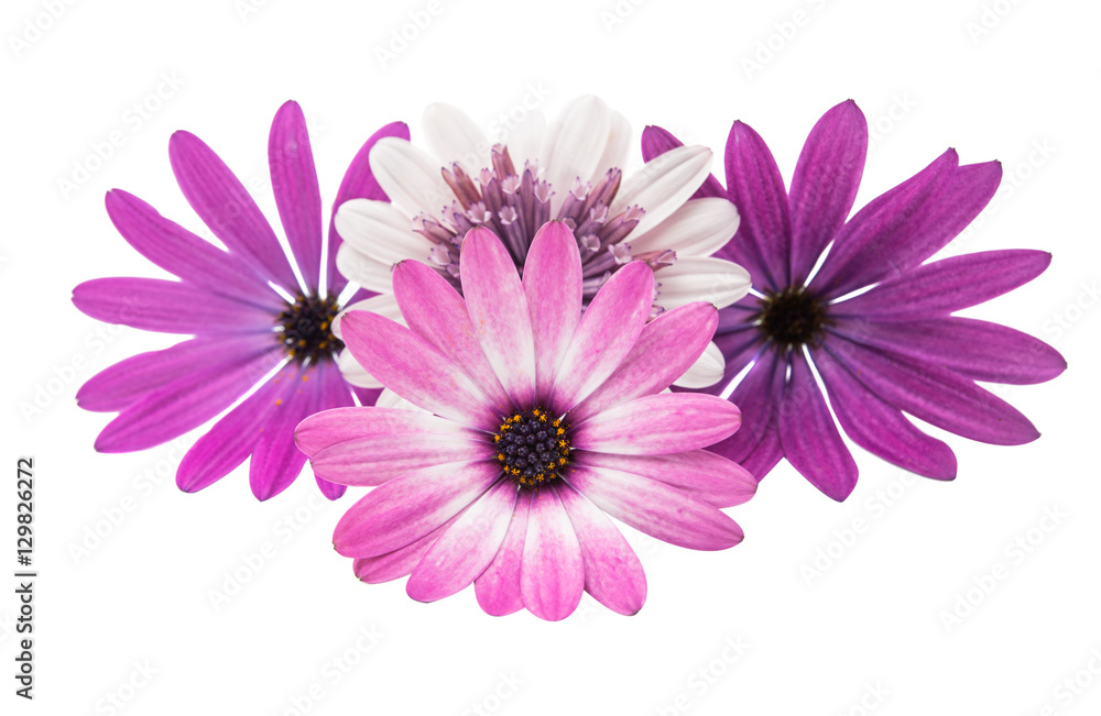 Osteosperumum Flower Daisy Isolated Osteosperumum Flower Daisy Isolated