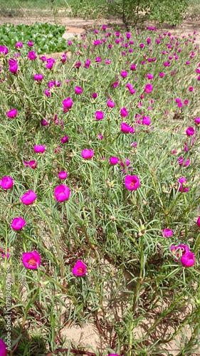 Meer von rosa Portulakröschen photo