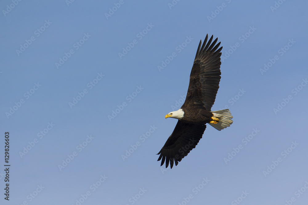 Adult bald eagle soars overhead Adult bald eagle soars overhead
