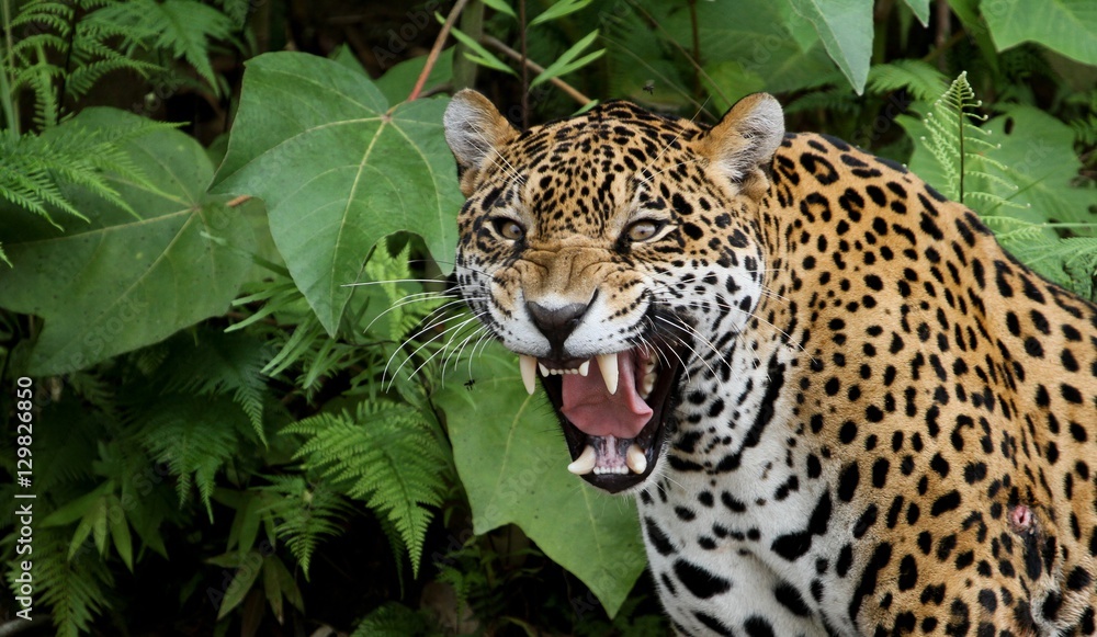 Jaguar in Amazon Forest - obrazy, fototapety, plakaty 