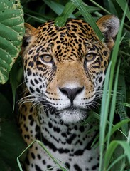 Fototapete Khaki Jaguar im dichten Amazonas-Regenwald  © Adalbert