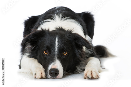 Fototapeta Naklejka Na Ścianę i Meble -  Border Collie