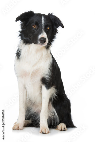Fototapeta Naklejka Na Ścianę i Meble -  Border Collie