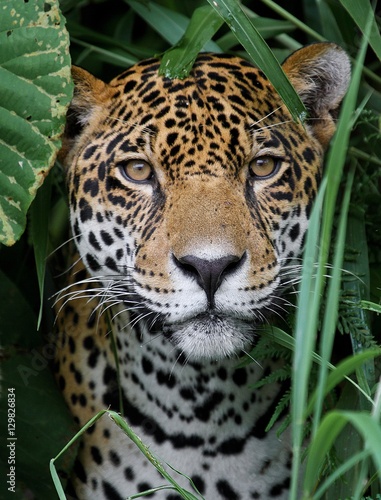 Canvas Print Jaguar in Amazon Forest