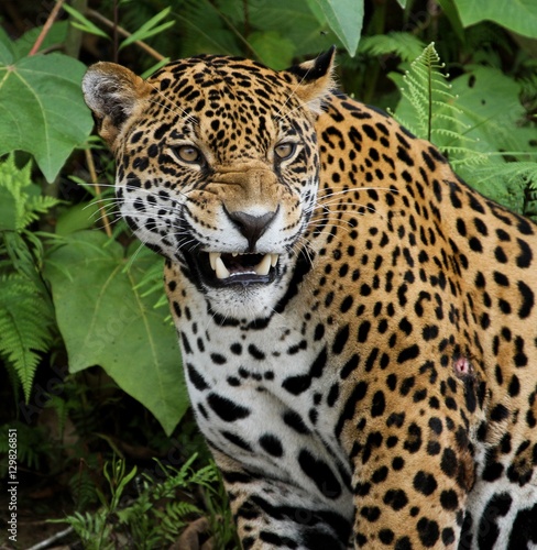 Jaguar in Amazon Forest
