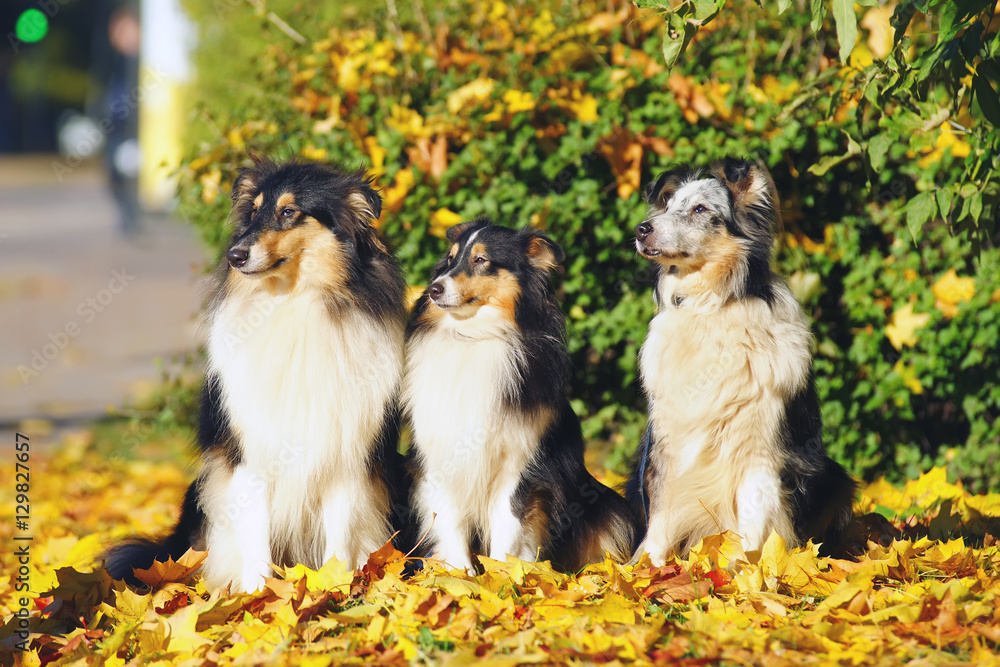 Collie and Sheltie dogs sitting side by side around fallen maple leaves in autumn