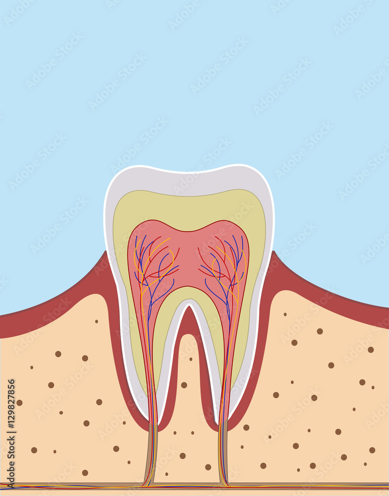 Inside on a single tooth illustration Inside on a single tooth illustration