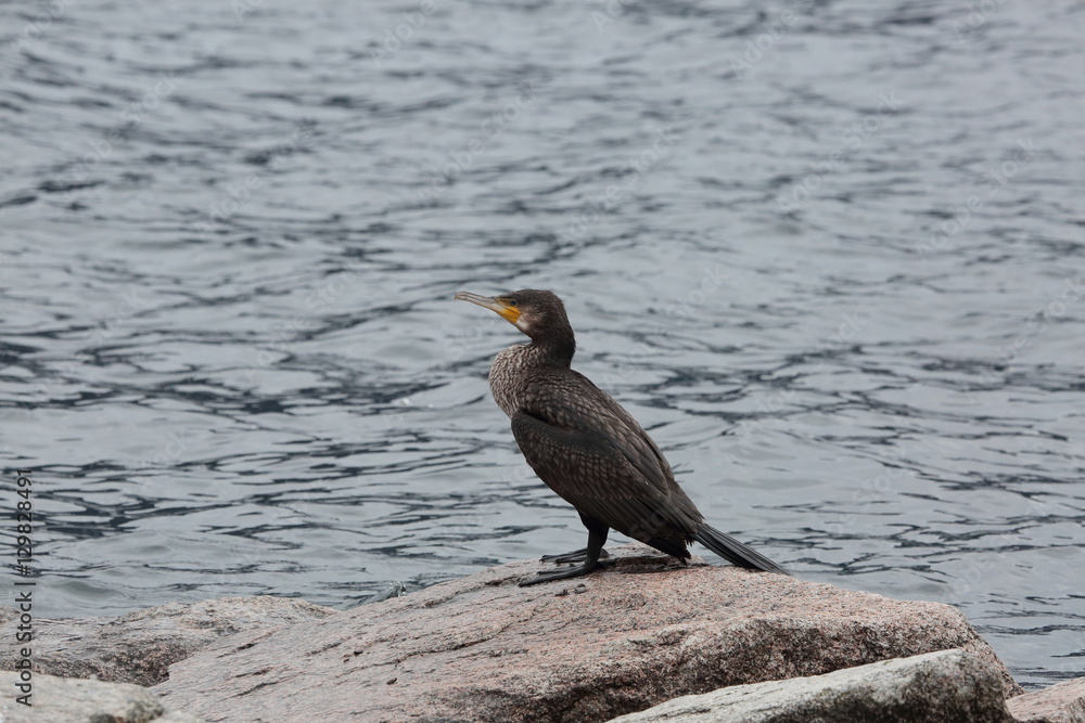 Obraz premium makiskorpio gabbiano