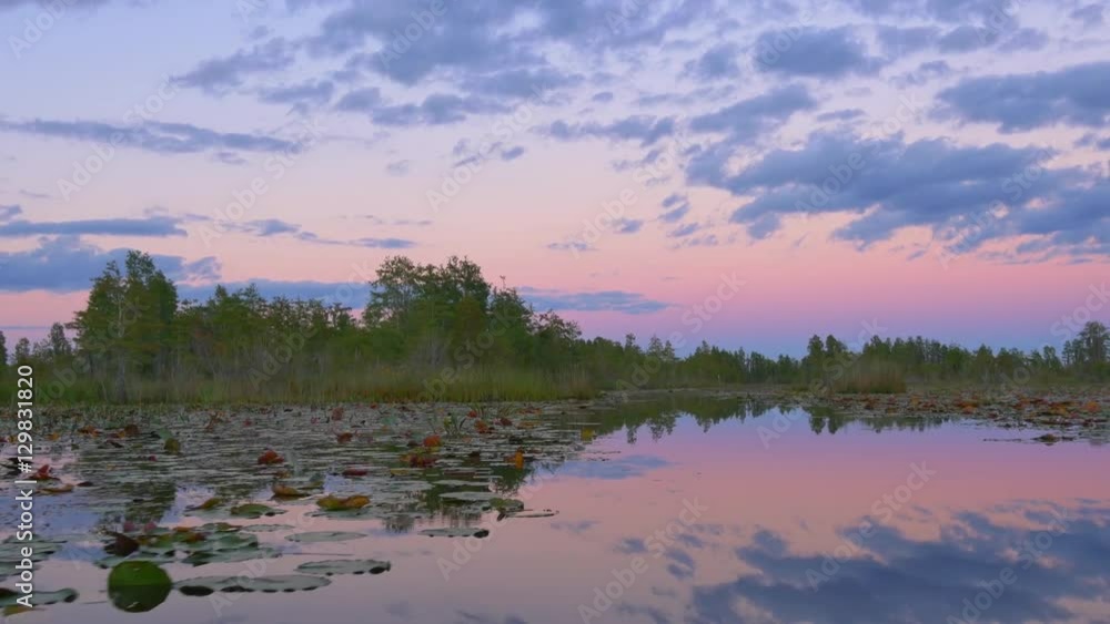 Gorgeous wetlands with mossy cypress swamp trees at pink sunrise