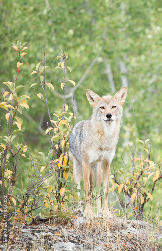 Coyote Looking