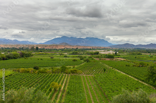 Panorama of vineyards in the mountains