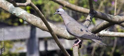 Eared dove perched on tree branch photo