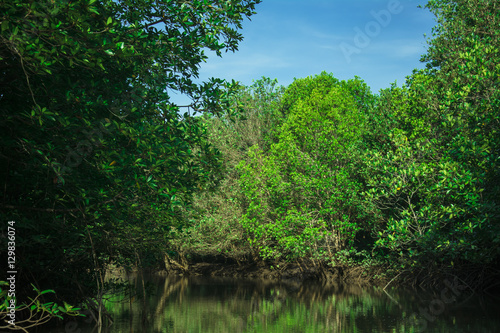 landscape of mangrove forest 