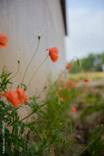 Red poppy flowers close up