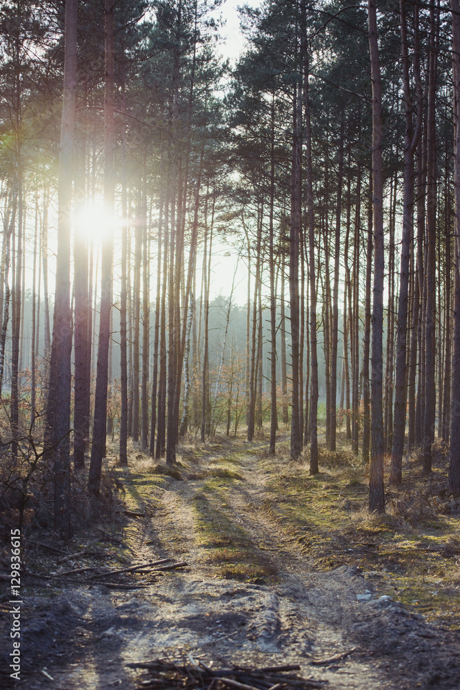 Fototapeta premium wood in dark green tone.