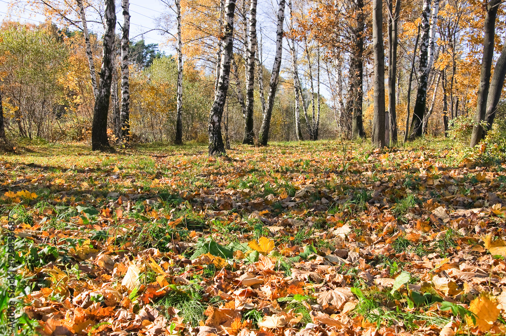 Deciduous forest in autumn. The leaf fall. Sunny weather Deciduous forest in autumn. The leaf fall. Sunny weather
