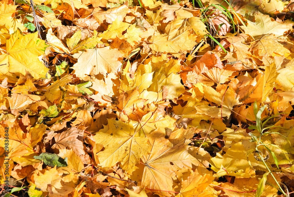 Background of fallen yellow maple leaves in autumn Background of fallen yellow maple leaves in autumn