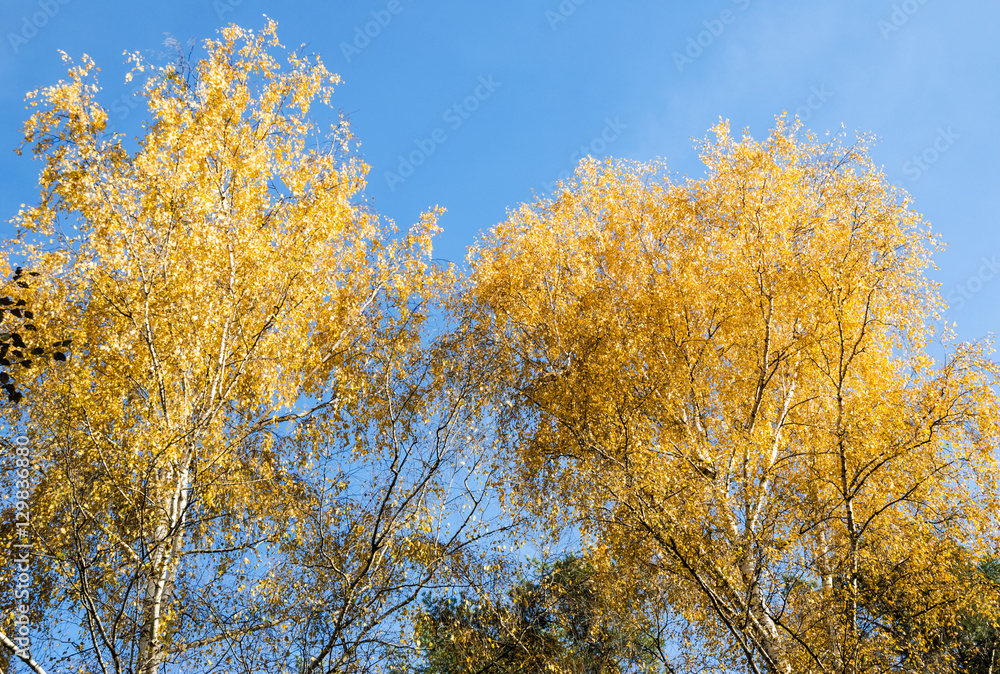 Golden crowns of the birch trees on blue sky background in autumn
