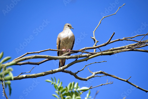 Eared dove perched on tree branch photo