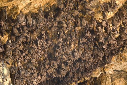 Bats on roof of cave chamber inside Purah Goa Lawah, Hindu Bat Temple cave, eastern Bali, Indonesia photo