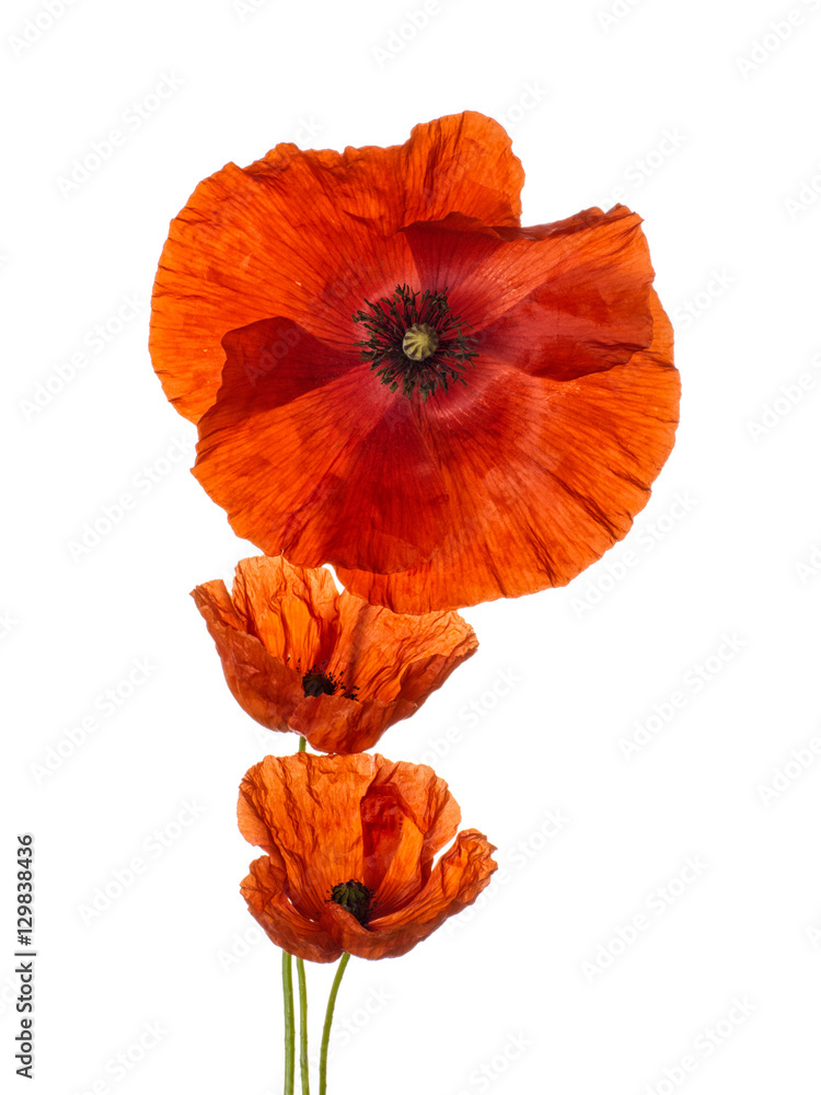 Naklejka premium Three red poppies isolated on white.
