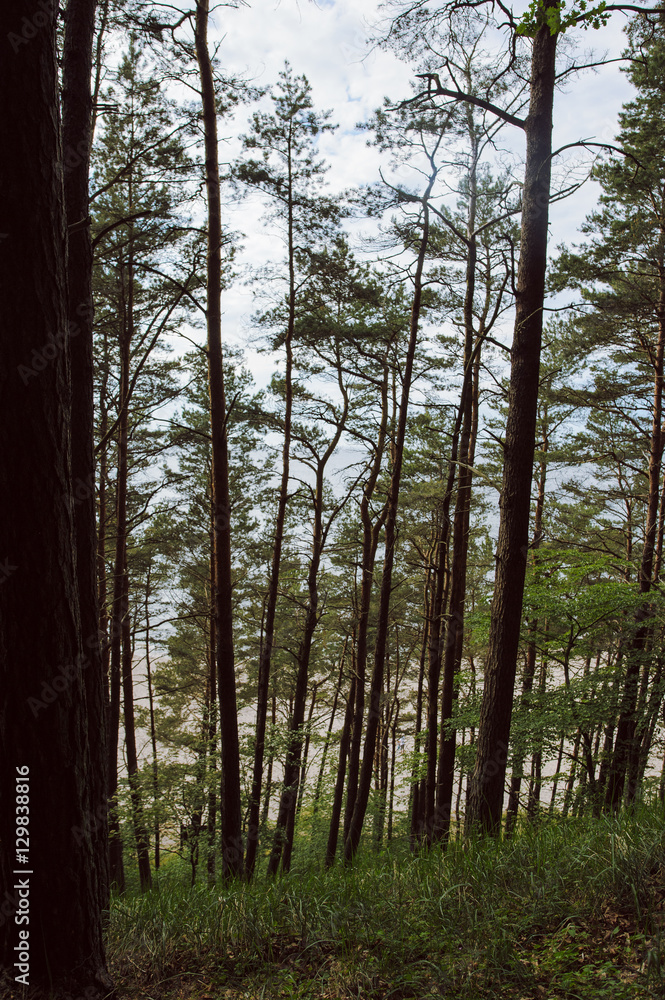 Fototapeta premium path in forest