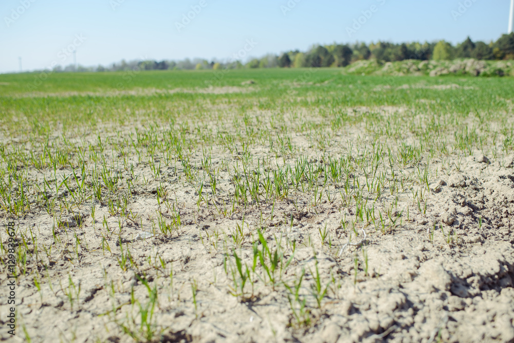 close-up of young sprouts of wheat in a field