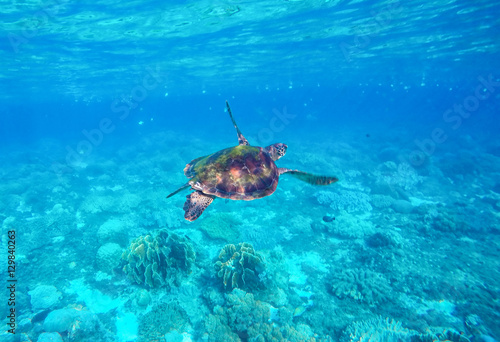 Sea turtle in blue water. Green sea turtle close photo.