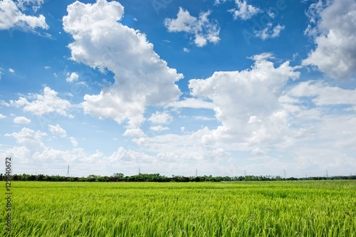 Obraz na plátně rice field and blue sky