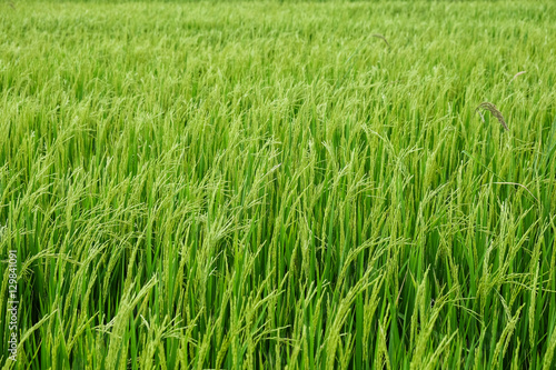 rice field and blue sky