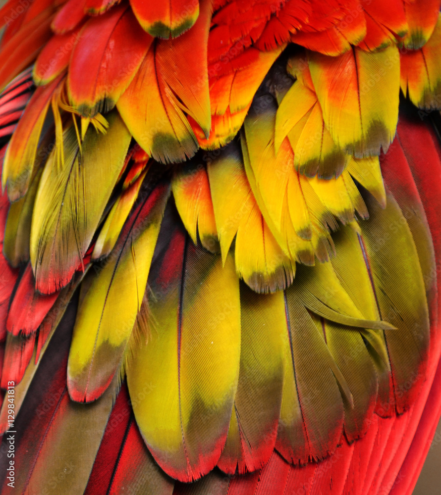 Fototapeta premium Yellow, red, and orange feathers of a macaw.