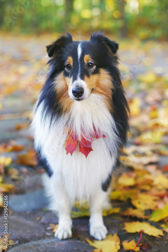 Adorable Sheltie dog staying outside around fallen maple leaves in autumn