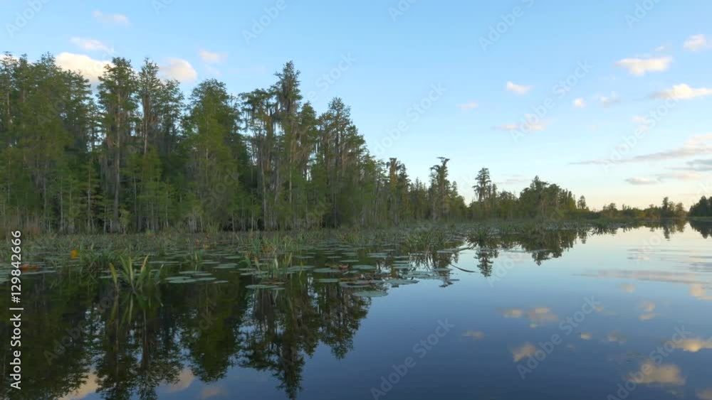 Water lilies and mossy trees growing out of swamp wetlands Water lilies and mossy trees growing out of swamp wetlands