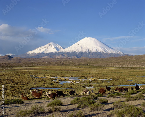 Llamas grazing before Volcanoes Parinacota and Pomerape, Lauca National Park, Chile photo