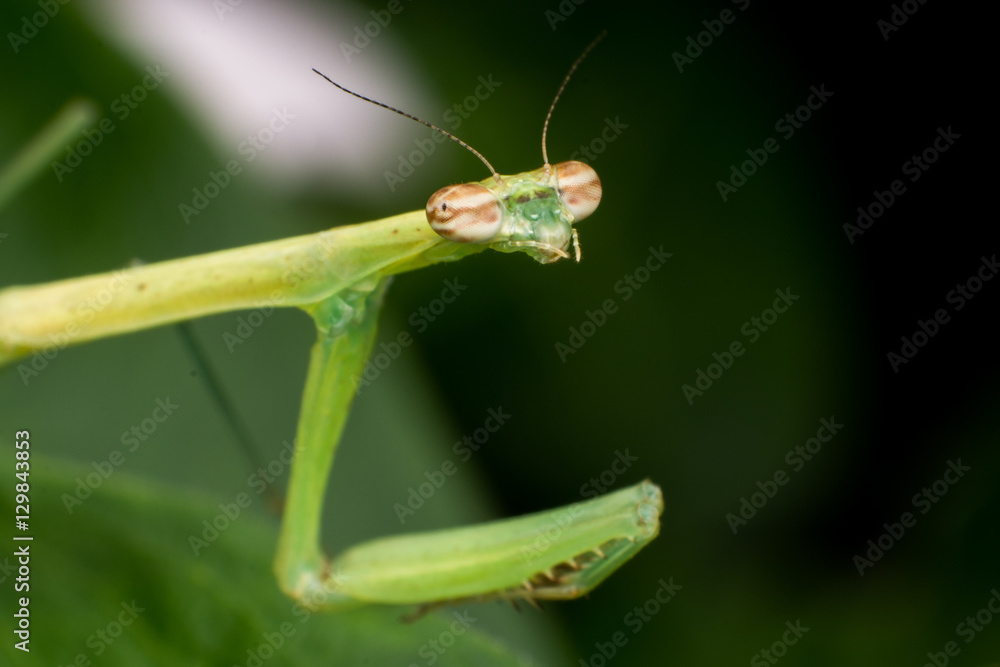 Mantis verde Mantis verde