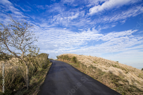 Miscanthus on side of country road.