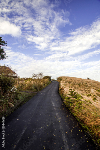 Miscanthus on side of country road.
