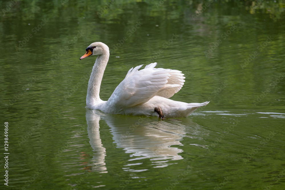 Fototapeta premium Great white swan swimming on the still waters of a lake.