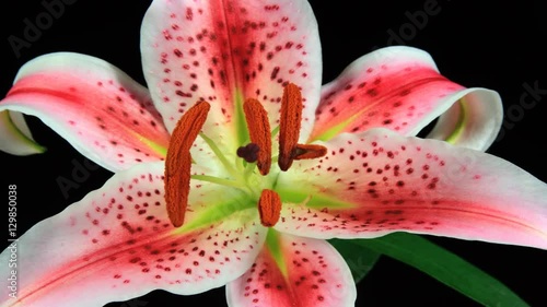 Blooming Flowers. A compilation of seven short time lapse sequences of blooming flowers.