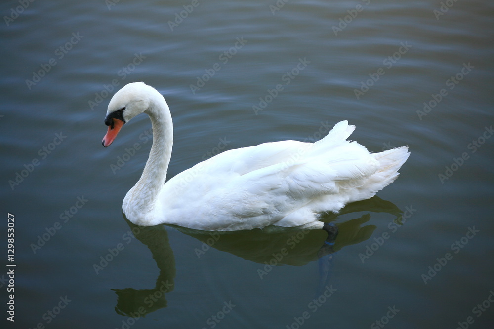 White Swan White Swan